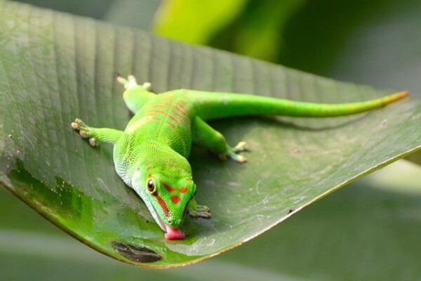 Madagascar giant day gecko