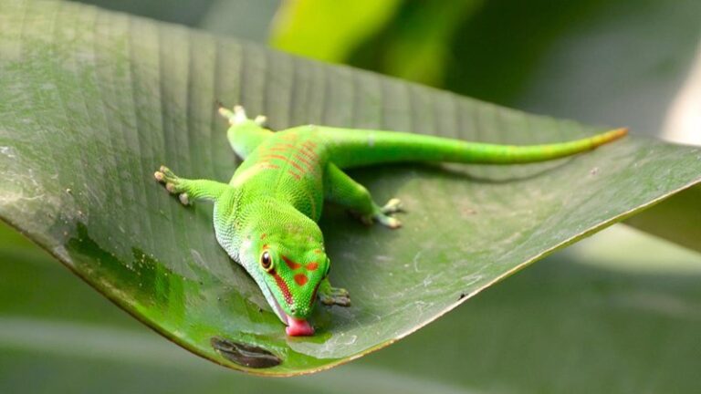 Madagascar giant day gecko Facts, FAQs, Behaviour, Habitat and Conservation