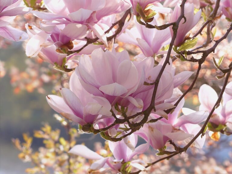 Magnolia Flower Facts, Uses, Cultivation, Botany, Historical Significance