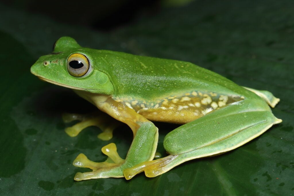 Malabar gliding frog