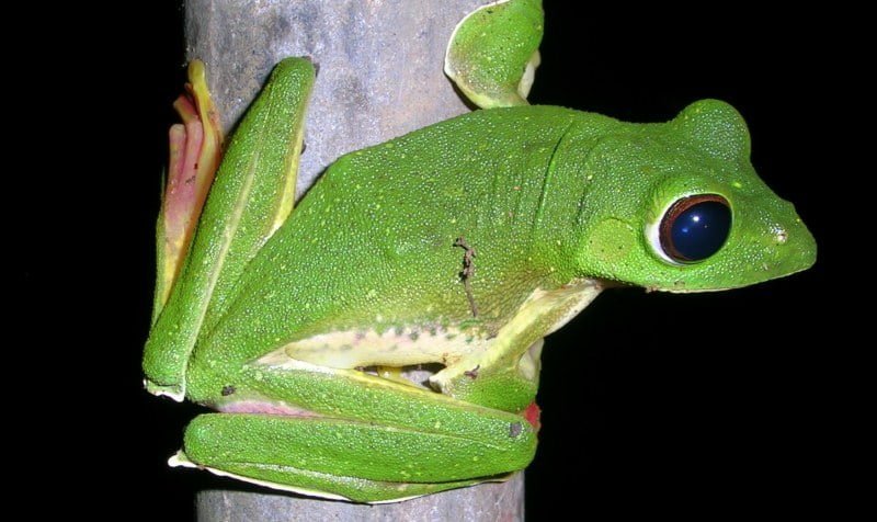 Malabar gliding frog Facts