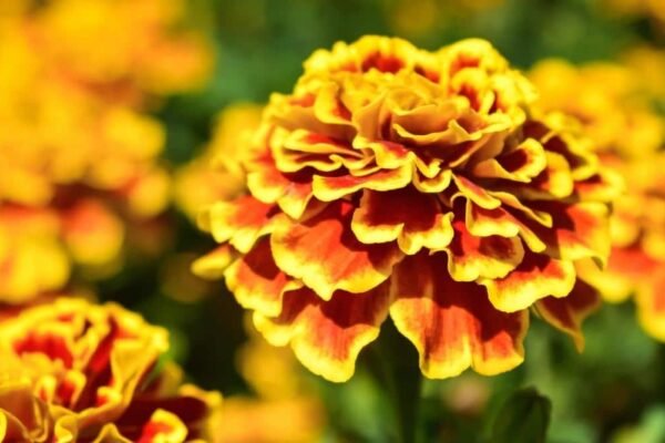 Marigold