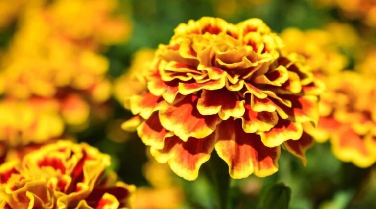 Marigold flower Facts, Uses, Cultivation, Botany, Historical Significance