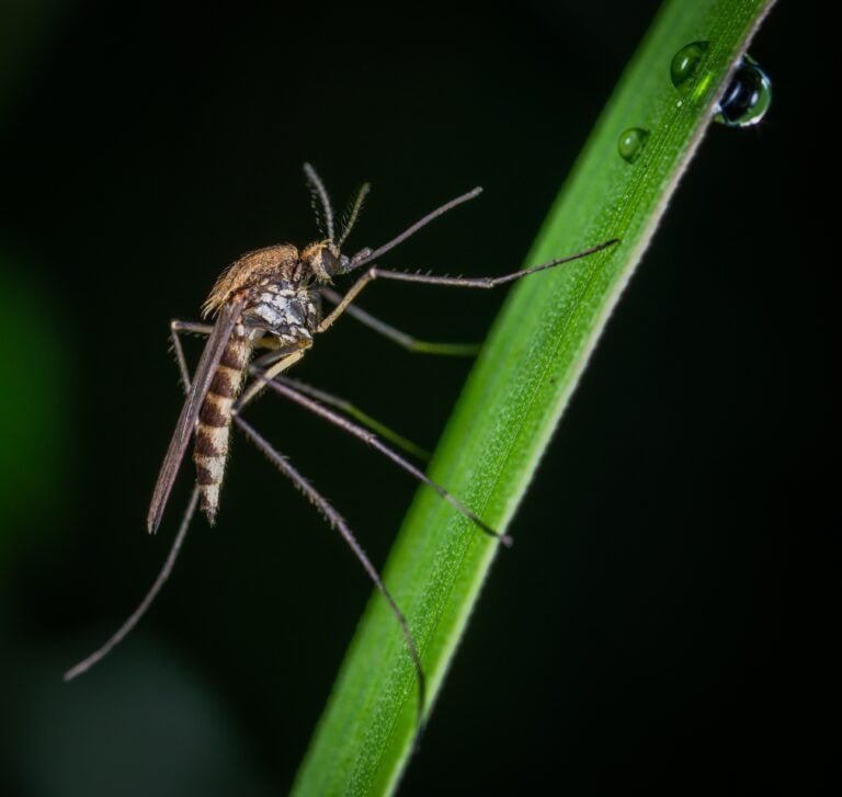 Mosquito insect Facts, FAQs, Behaviour, Habitat, Conservation and more