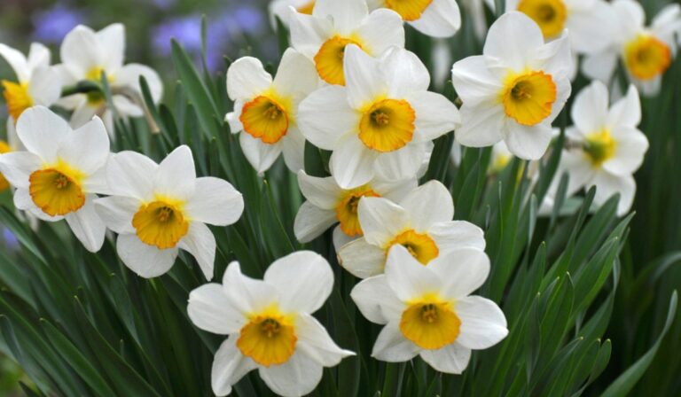 Narcissus Flower Facts, Uses, Cultivation, Botany, Historical Significance