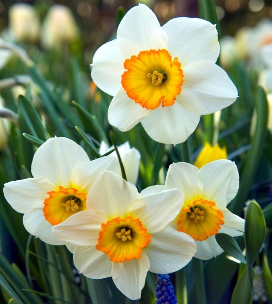 Narcissus Flower Facts