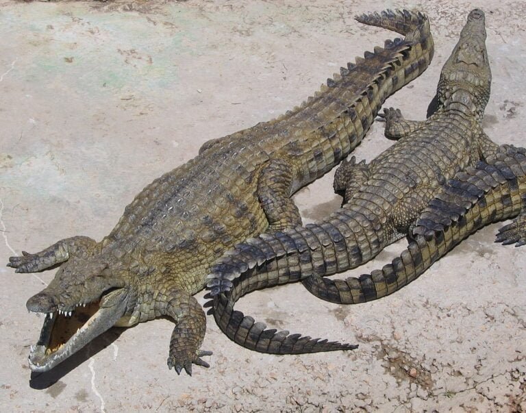 Nile crocodile Facts, FAQs, Behaviour, Habitat and Conservation