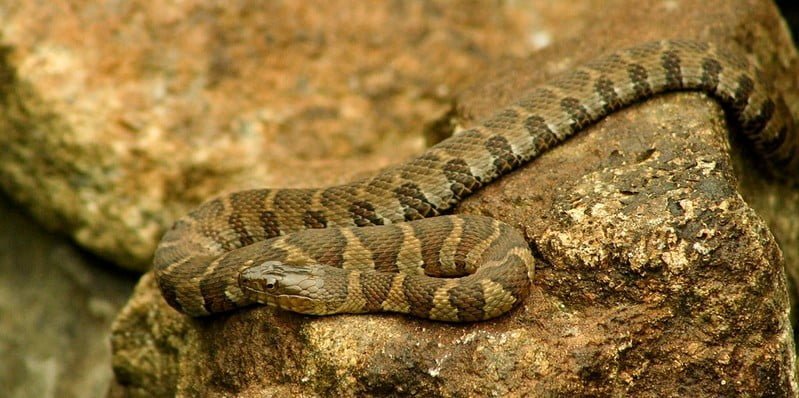 Northern water snake Facts