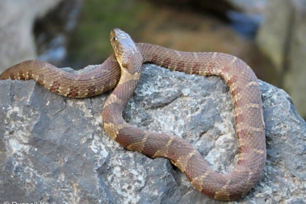 Northern water snake Facts,