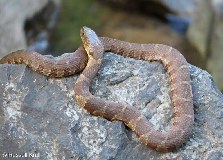 Northern water snake Facts, FAQs, Behaviour, Habitat and Conservation