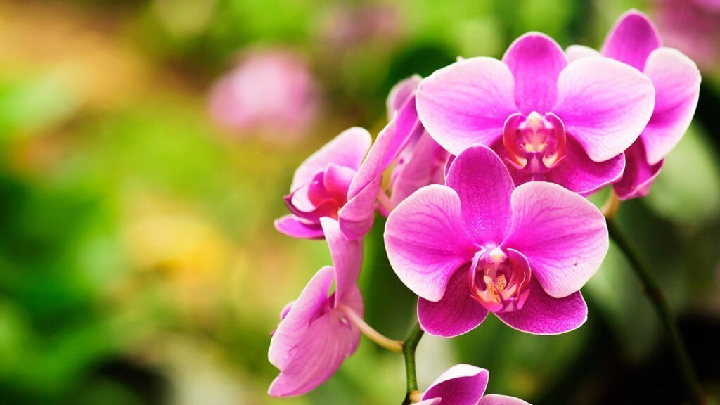 Orchid Flower Facts,