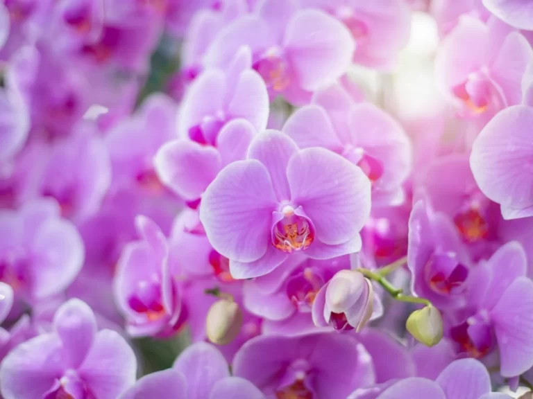 Orchid Flower Facts, Uses, Cultivation, Botany, Historical Significance