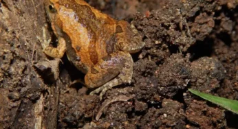 Ornate narrow-mouthed frog Facts, FAQs, Behaviour, Habitat, Conservation and More