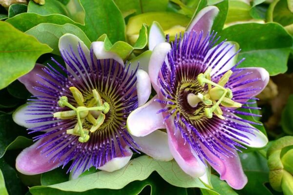 Passion Flower Facts