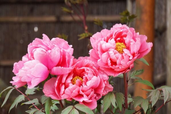 Peony Flower Facts,