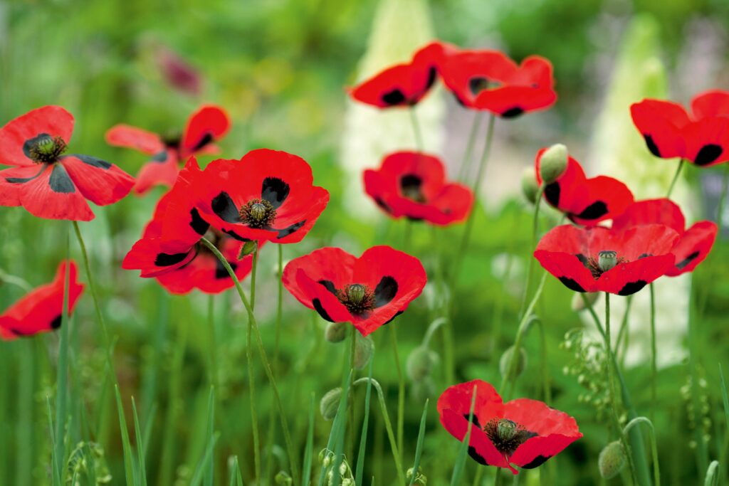Poppy Flower Facts Poppy Flower Facts