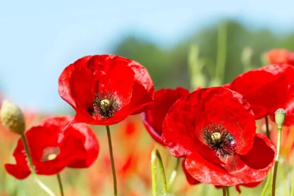 Poppy Flower Facts