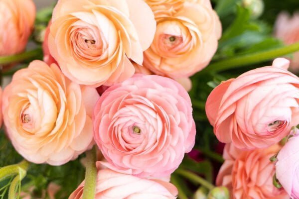 Ranunculus Flower Facts