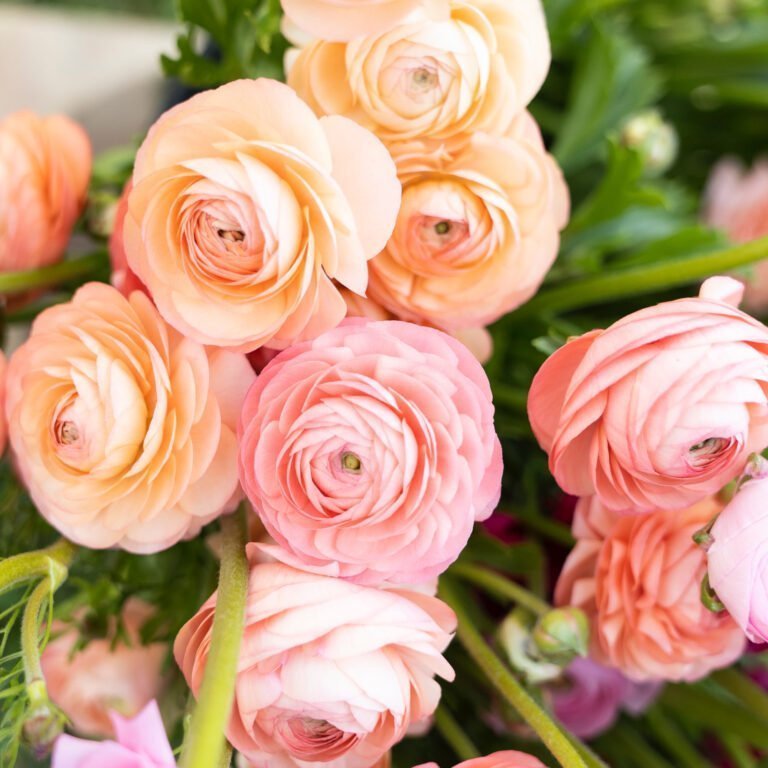 Ranunculus Flower Facts, Uses, Cultivation, Botany, Historical Significance