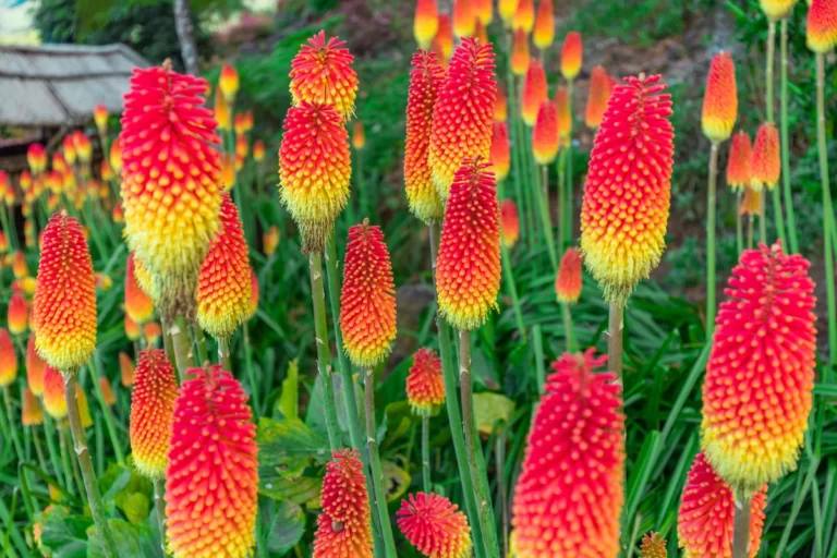 Red Hot Poker Flower Facts, Uses, Cultivation, Botany, Historical Significance