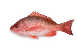 Red Snapper Facts