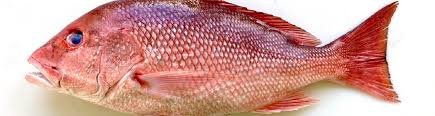 Red Snapper Facts