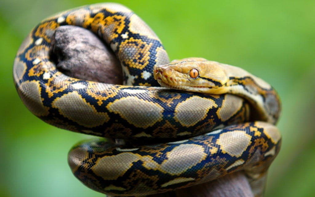 Reticulated python Facts Reticulated python Facts