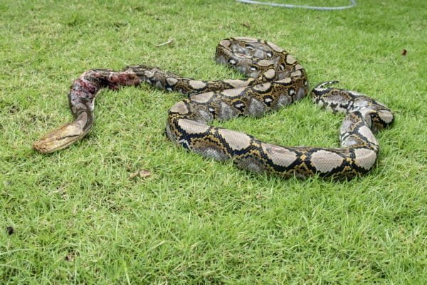 Reticulated python Facts,