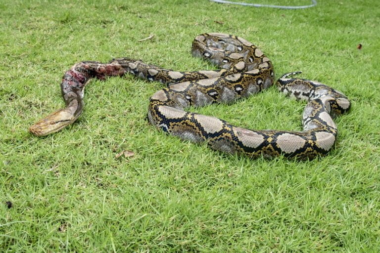 Reticulated python Facts, FAQs, Behaviour, Habitat and Conservation