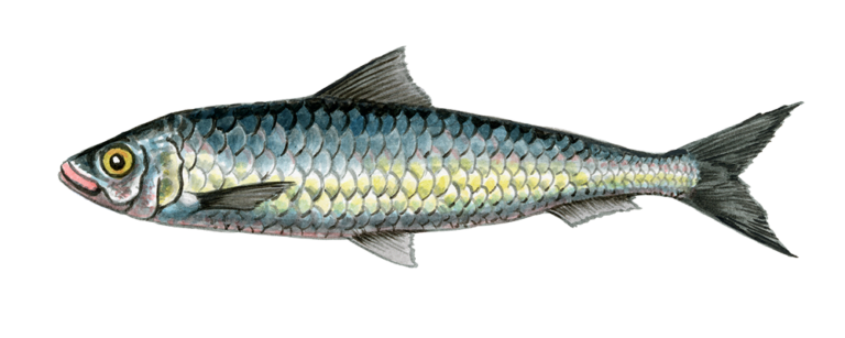 Sardine Facts, FAQs, Behaviour, Habitat, Conservation and More