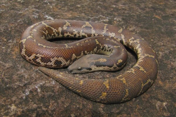 Sand boa Facts,