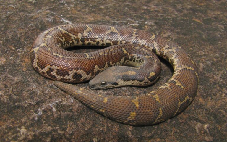 Sand boa Facts, FAQs, Behaviour, Habitat and Conservation