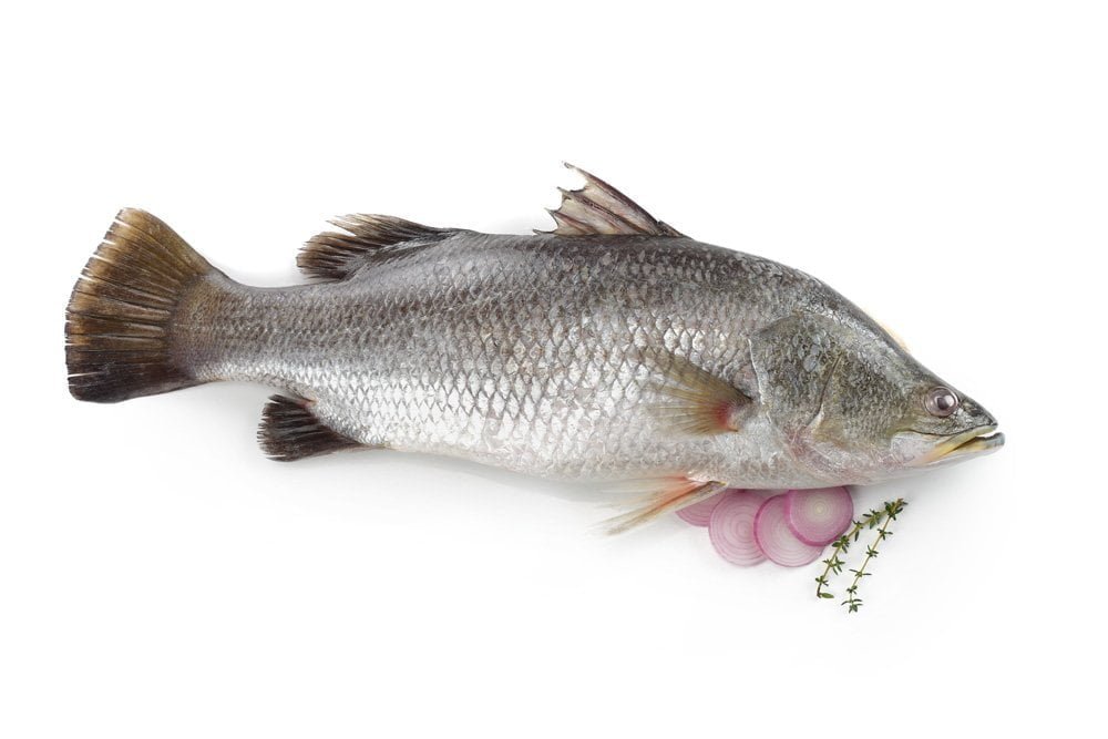 Sea Bass Facts