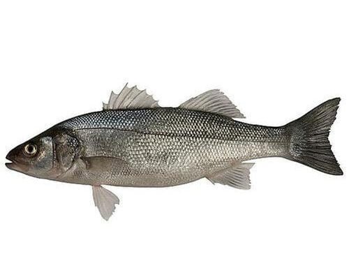 Sea Bass Facts