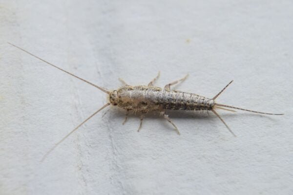 Silverfish insect Facts