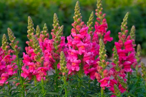 Snapdragon flower facts