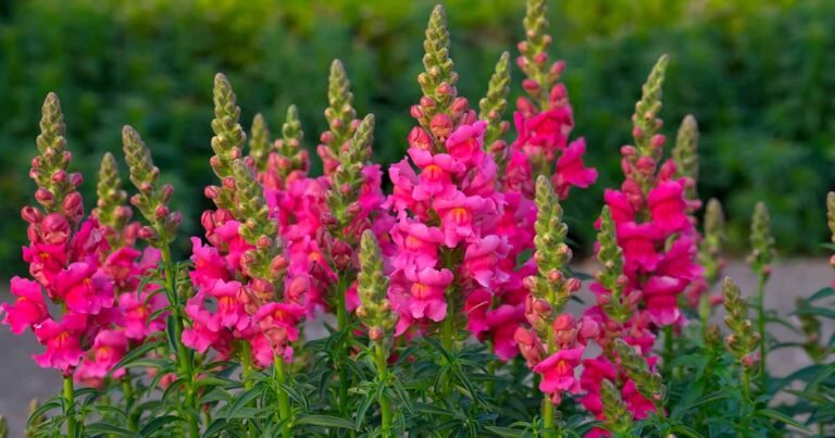 Snapdragon Flower Facts, Uses, Cultivation, Botany, Historical Significance