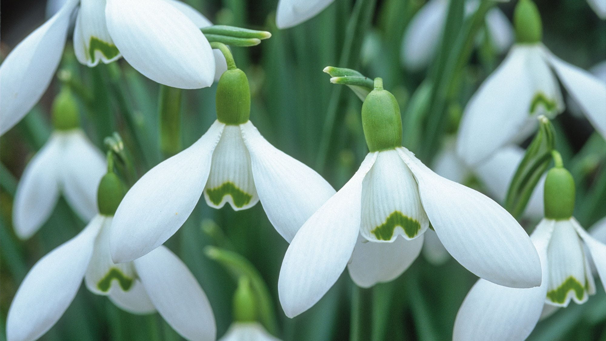 Snowdrop Flower Facts
