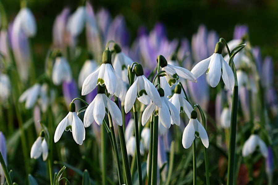 Snowdrop Flower Facts