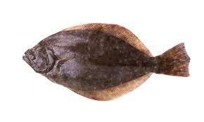 Sole Fish Facts