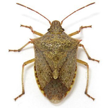 Stink Bug insect Facts