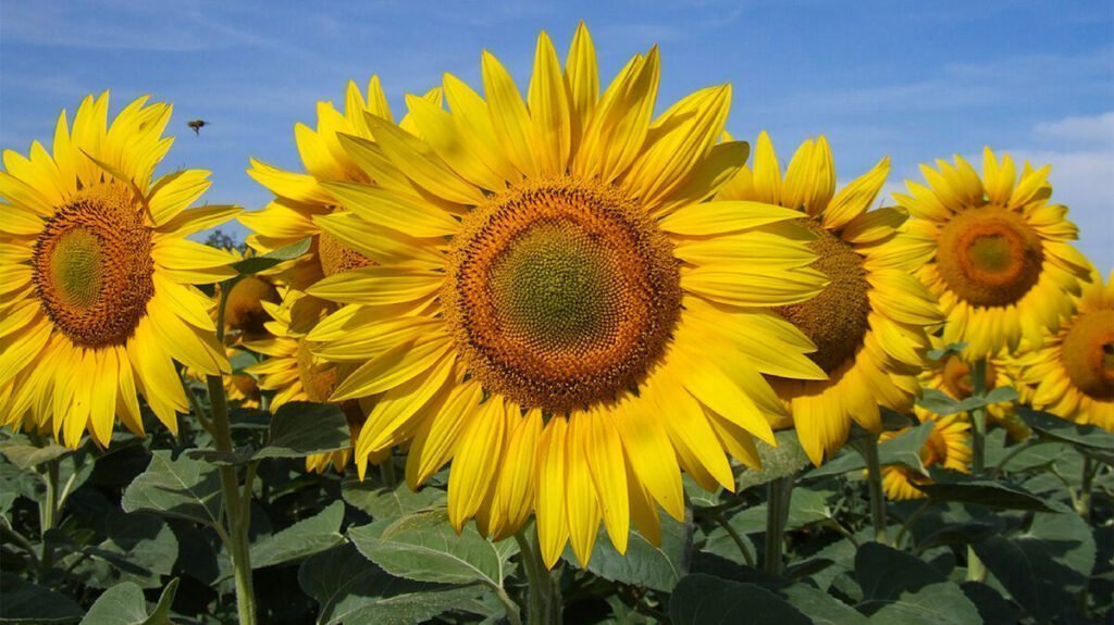 Sunflower facts