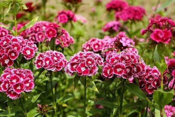 Sweet William Flower Facts