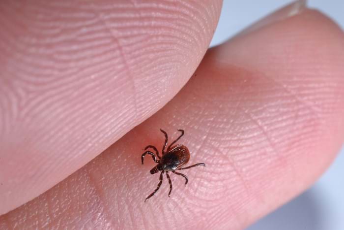 Tick insect Facts Tick insect Facts