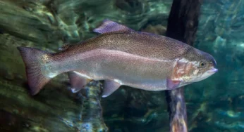 Trout Fish Facts, FAQs, Behaviour, Habitat, Conservation and More