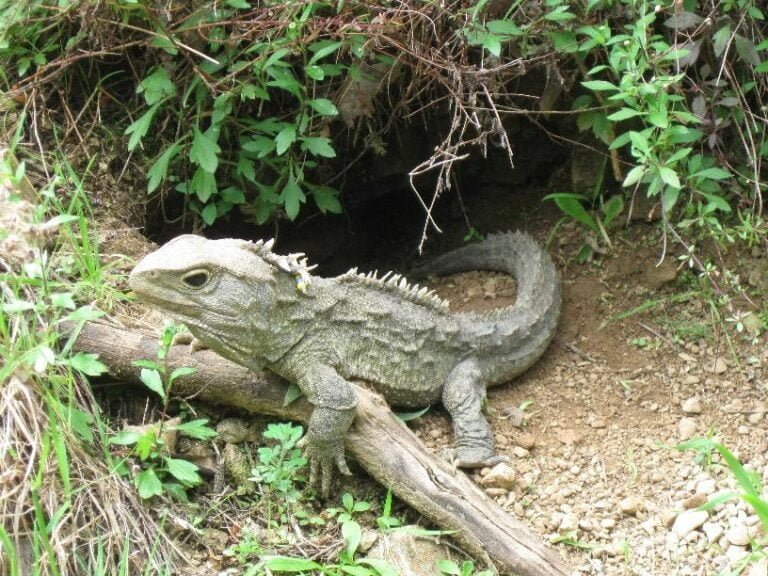 Tuatara Facts, FAQs, Behaviour, Habitat and Conservation