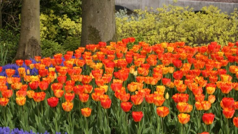 Tulip Flower Facts, Uses, Cultivation, Botany, Historical Significance