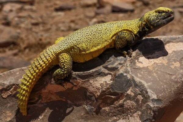 Uromastyx lizard