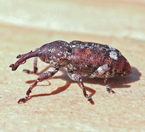 Weevil insect Facts