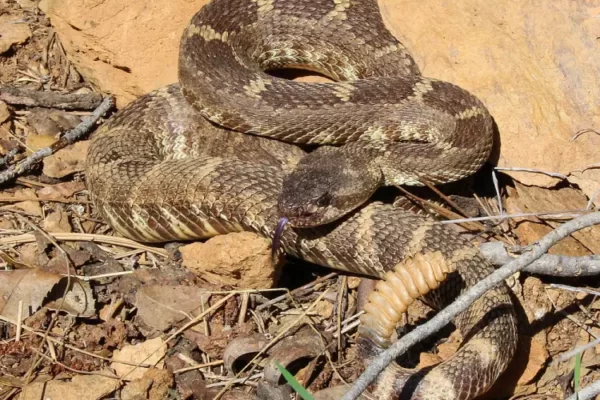 Western diamondback rattlesnake Facts,